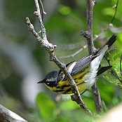 Magnolia Warbler, South Padre Island, Texas